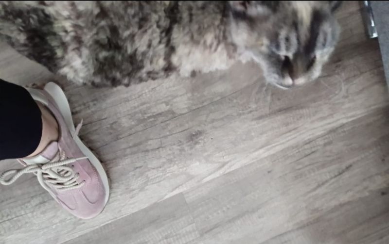 Leather sneakers Filippo DP7498/26 PI pink